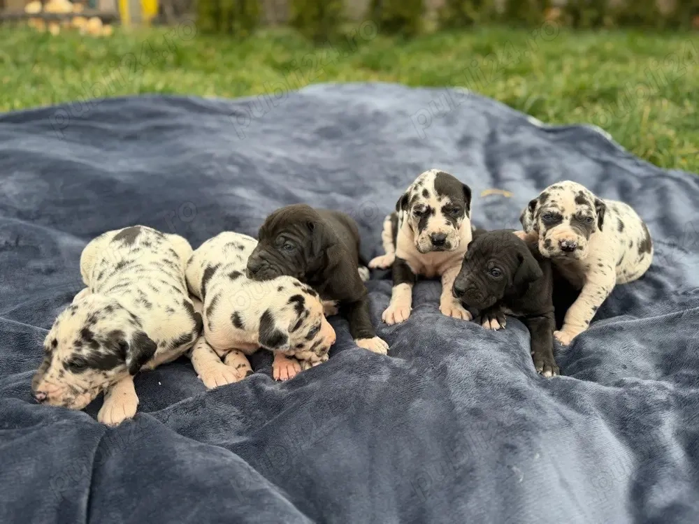 Dog German ( Marele Danez ) 