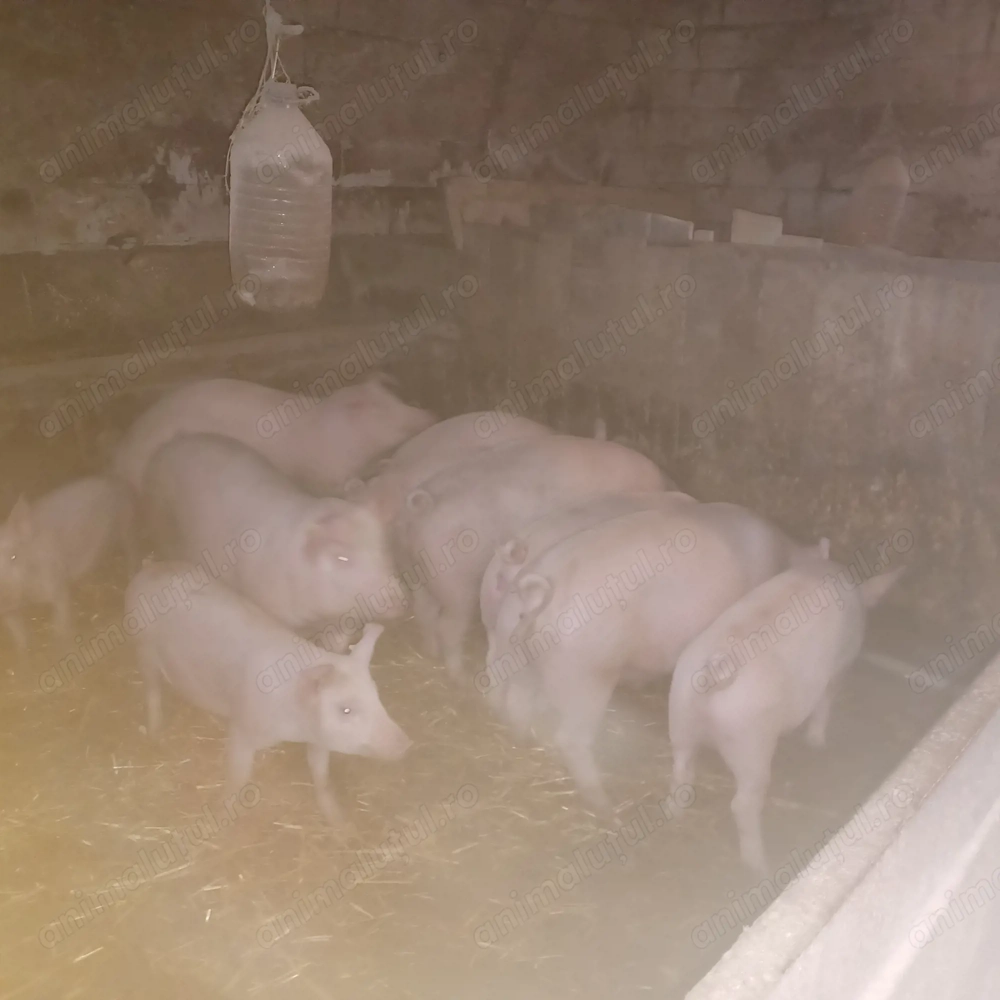 Vând 20 de suldei de 16săptămâni 