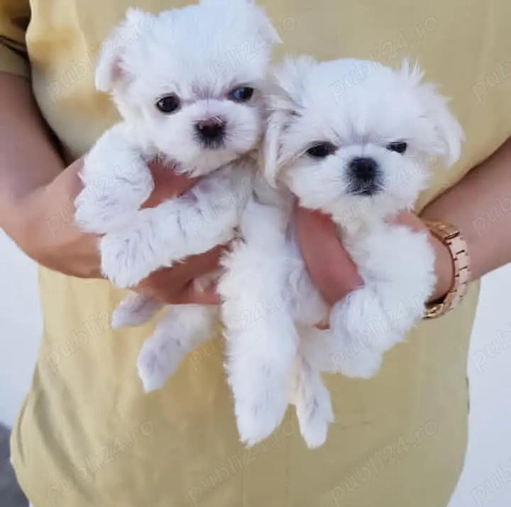 pui de Maltese 