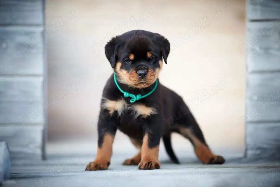 Rottweiler - vaccin, deparazitare, carnet de sanatate, transport si pe alte orase