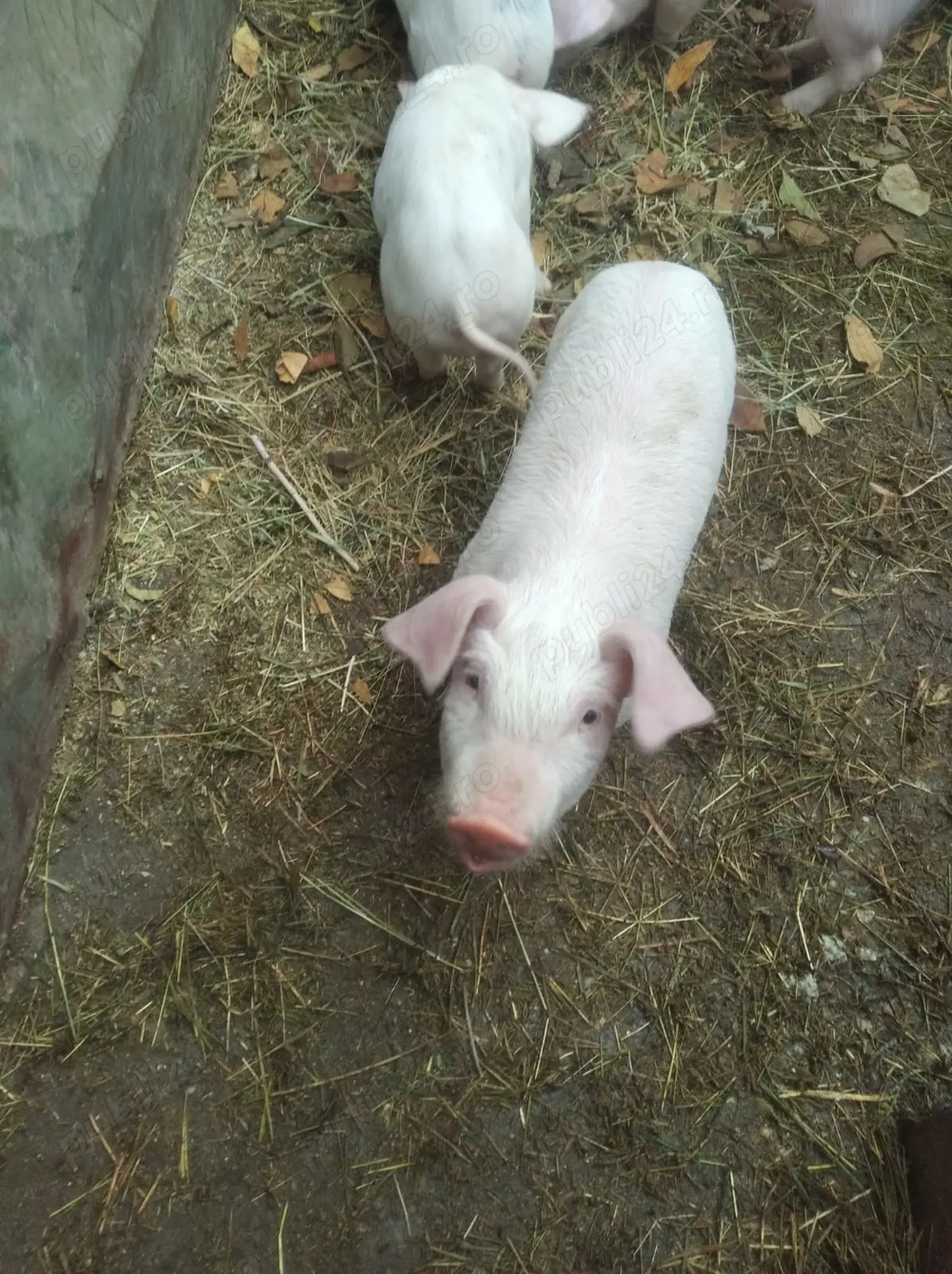 Vând purcei de 6 săptămâni 