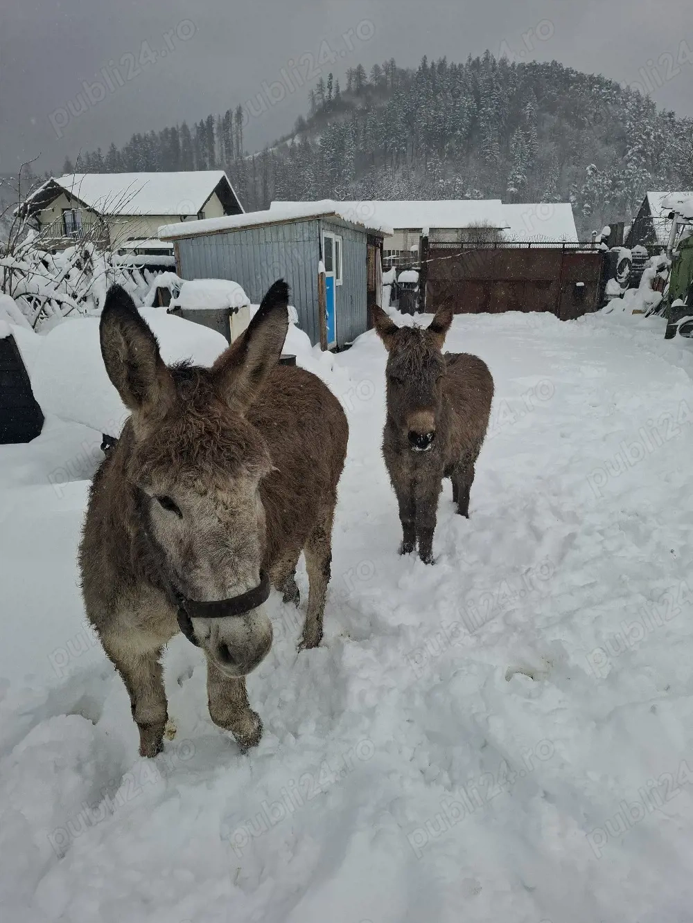 magarita gestanta cu pui de vanzare 