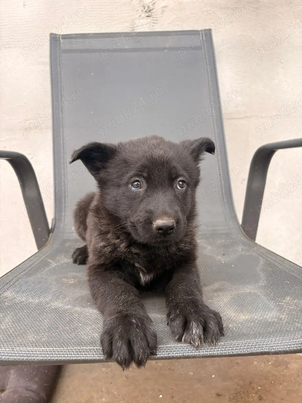 Ciobanesc german sur lupii