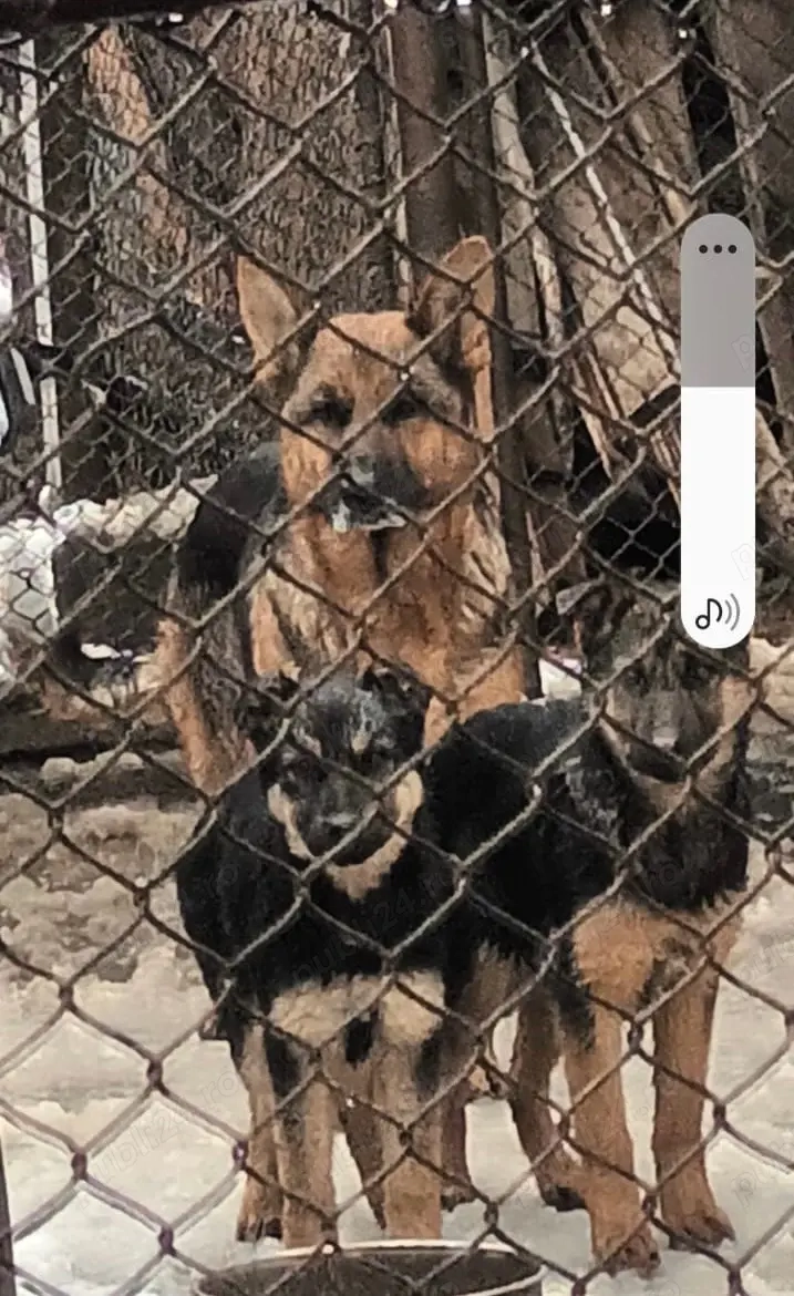 Căței lup de vânzare