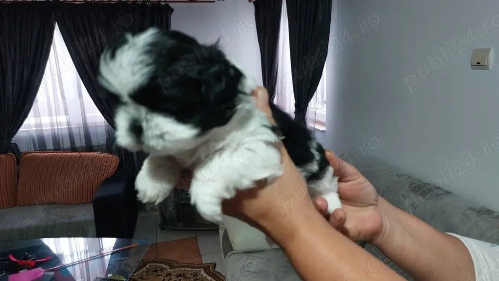 shihtzu 2 luni vaccinat