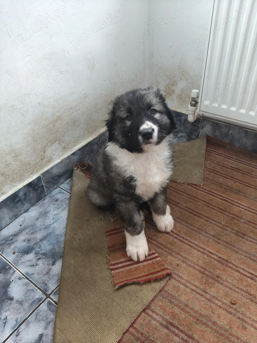 Pui Ciobanesc Carpatin 