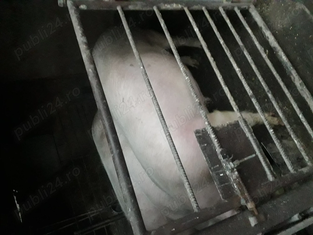 Vând porc de carne marele alb 