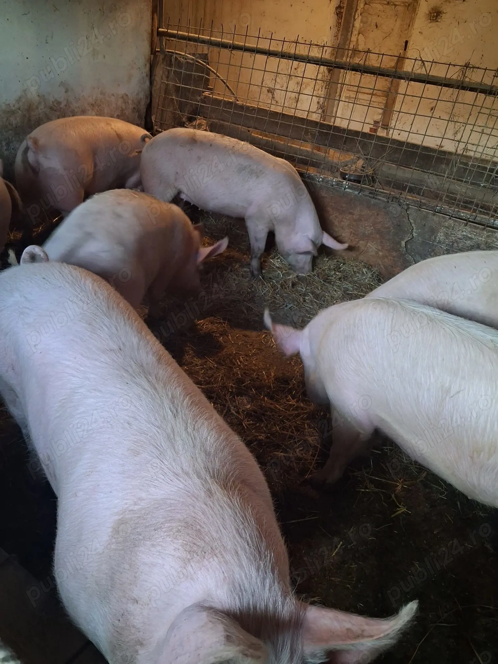 Vand porci 130- 160 kg Arad