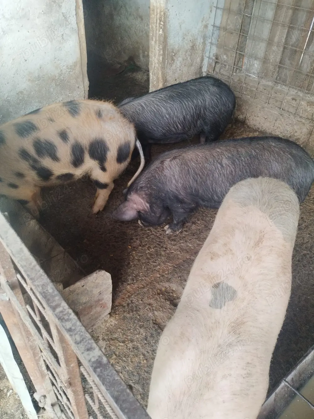 Vand porci de 40-50 kg