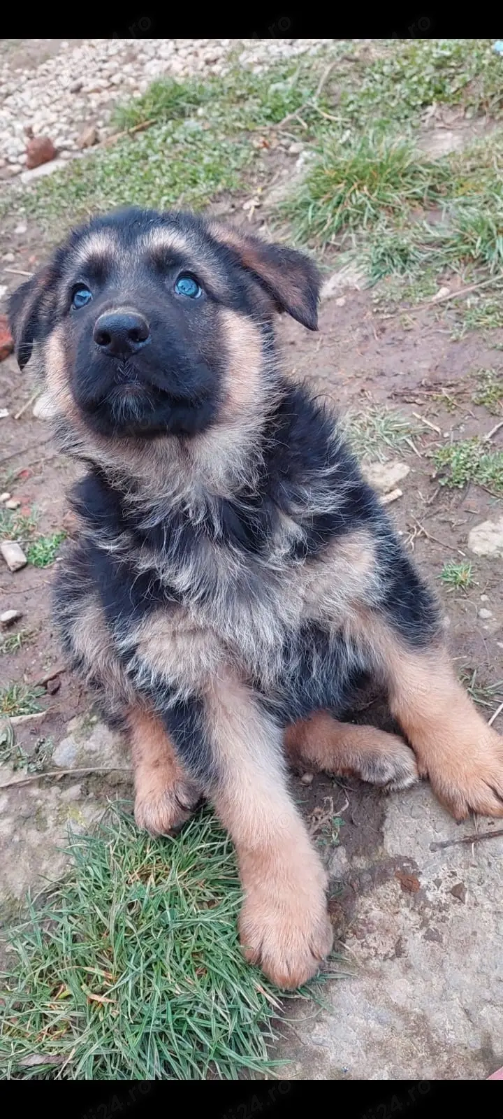 Căței ciobanesc german