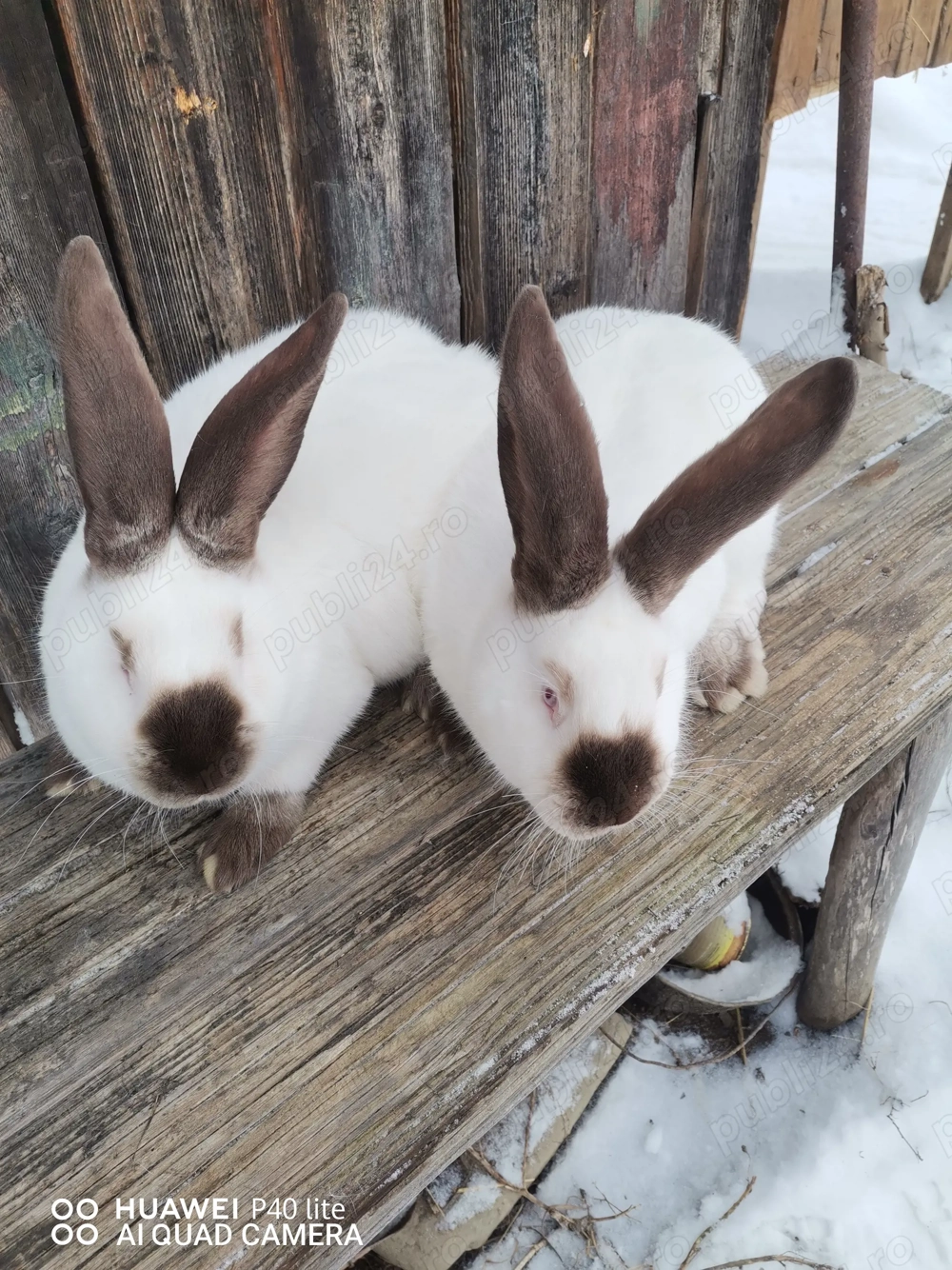 Femele urias de Transilvania si fluture German 