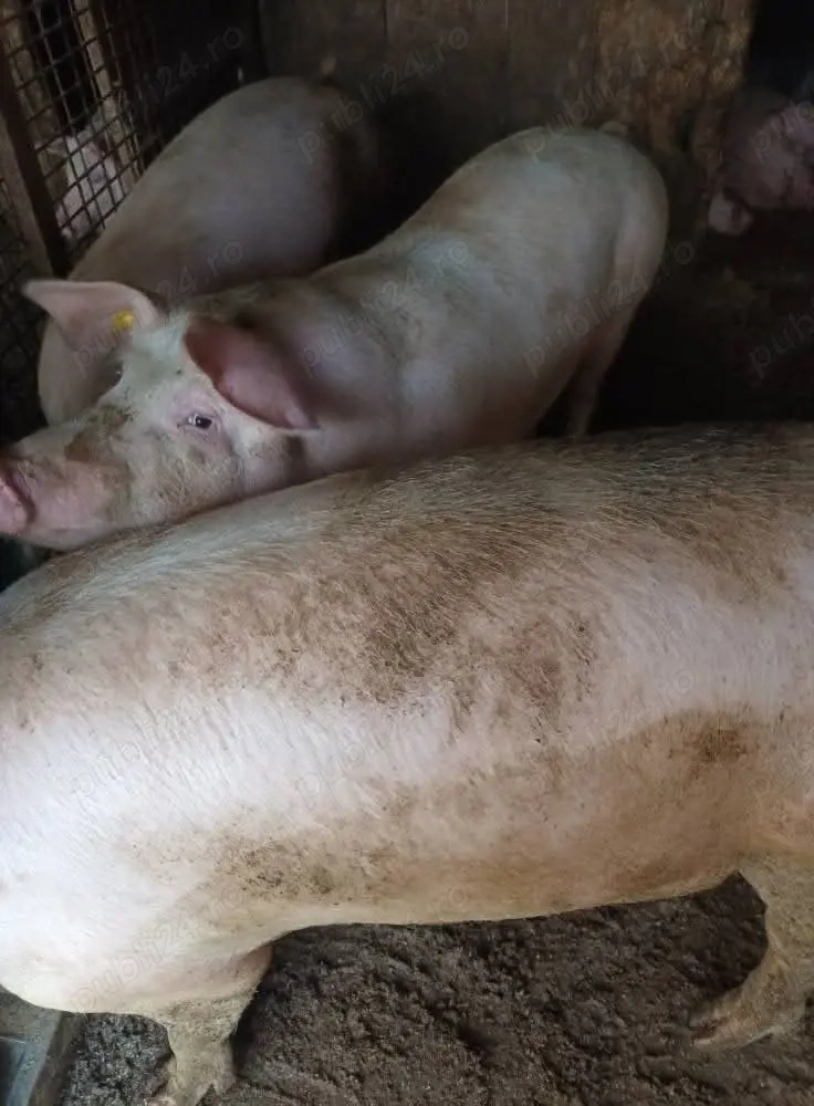 porci din rasa pietran