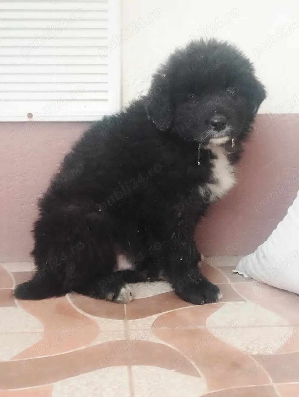 Ciobanesc corb puisori 