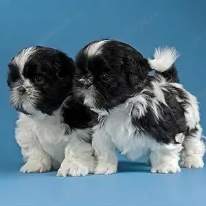 pui shihtzu 2 luni vaccinat