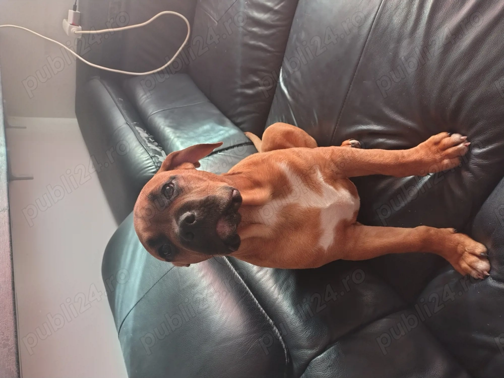 De vanzare american bully