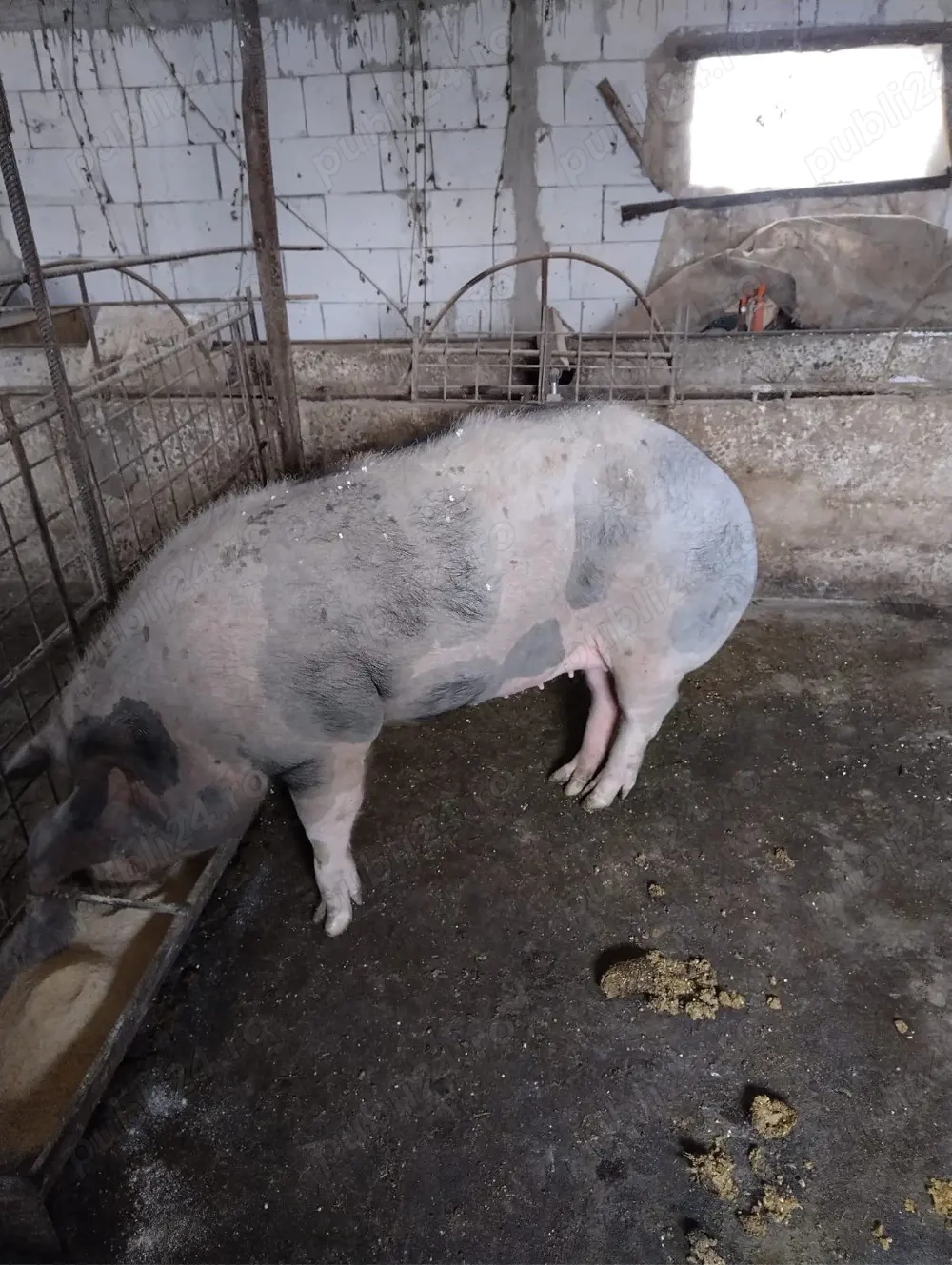 De vânzare porci   rasă Petrean Belgian 