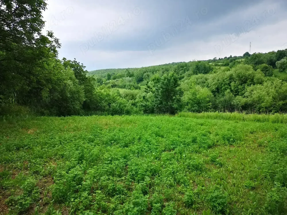 Bucățică de rai lângă Iași - Intravilan 2980 m2