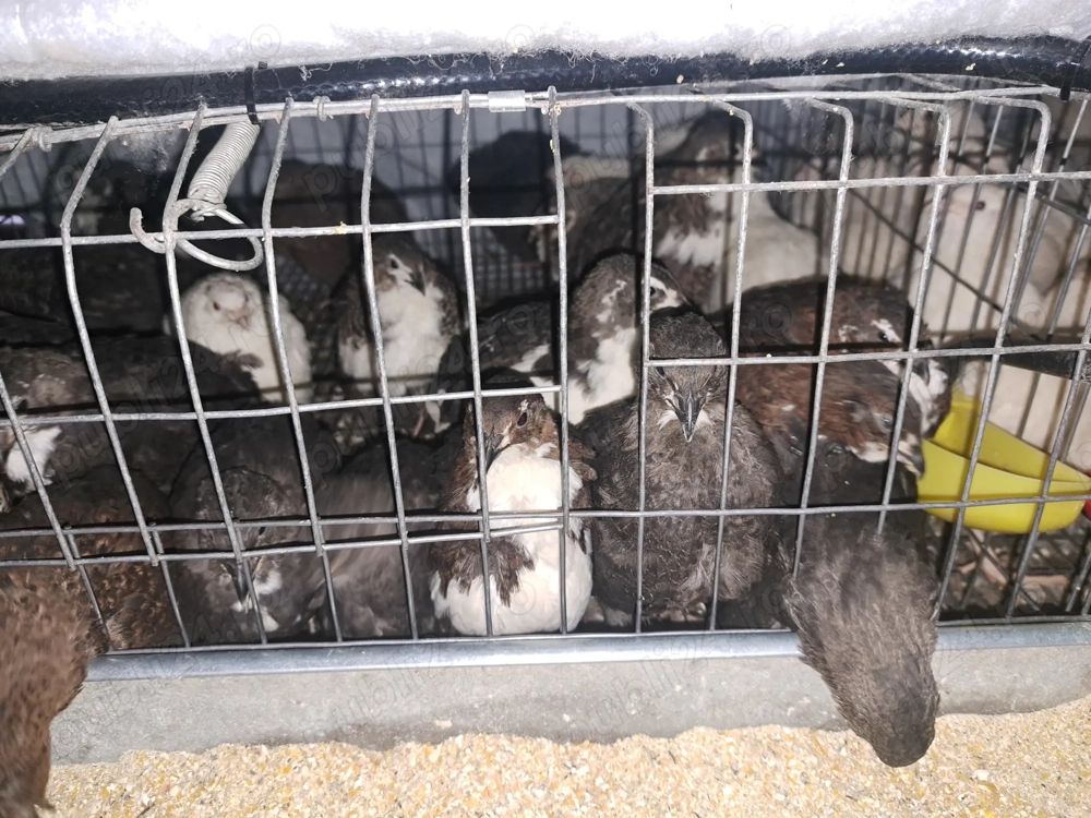 Vând prepelite polare și tibetana 