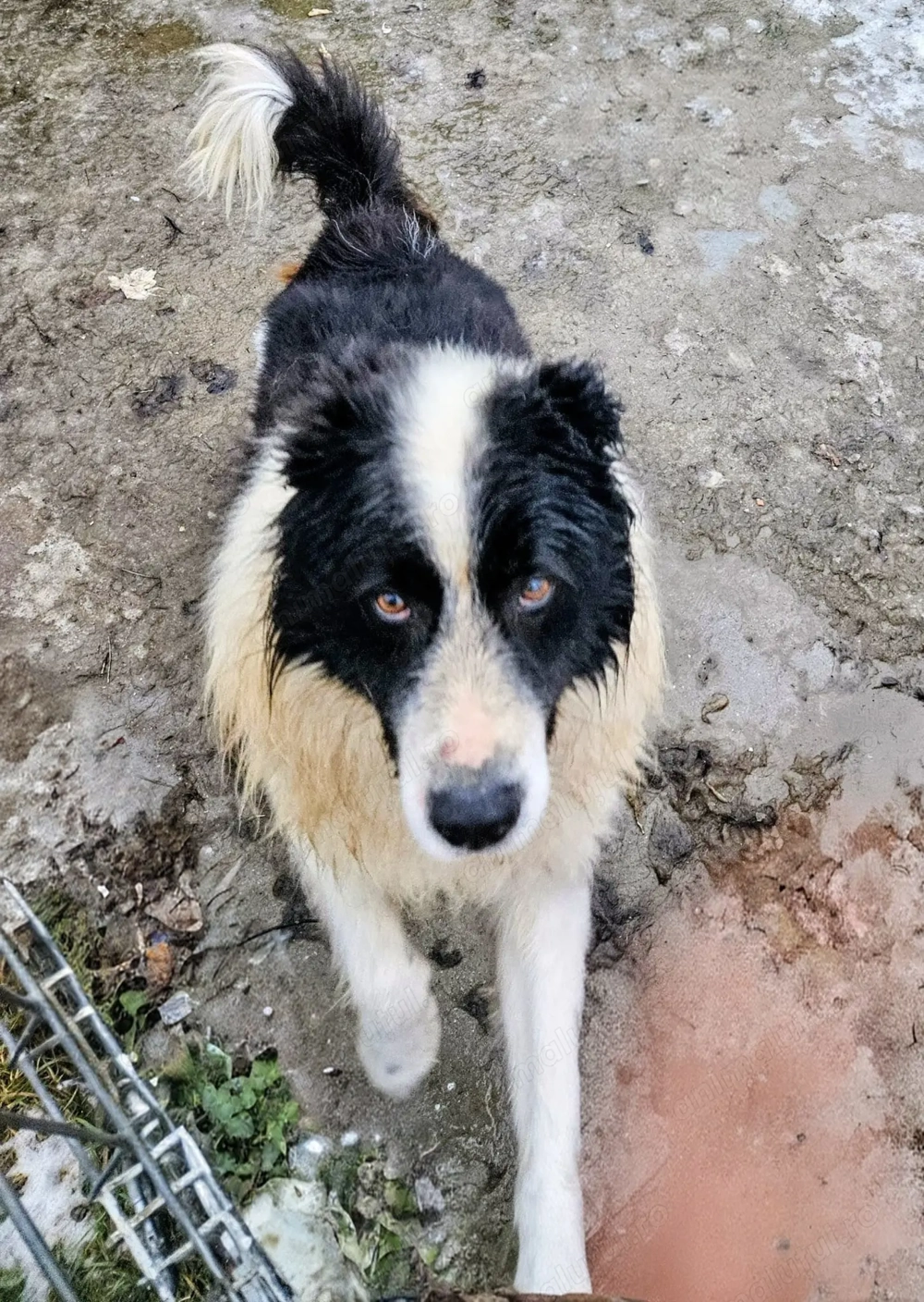 Donez metis Ciobanesc de Buccovina