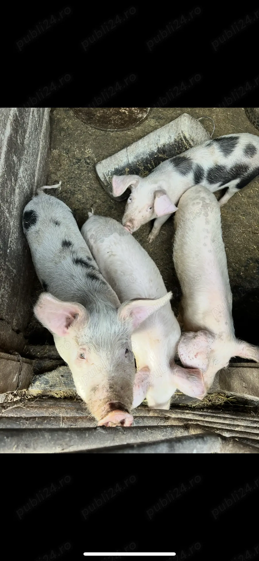 Vand purcei cu greutatea de 40-50kg