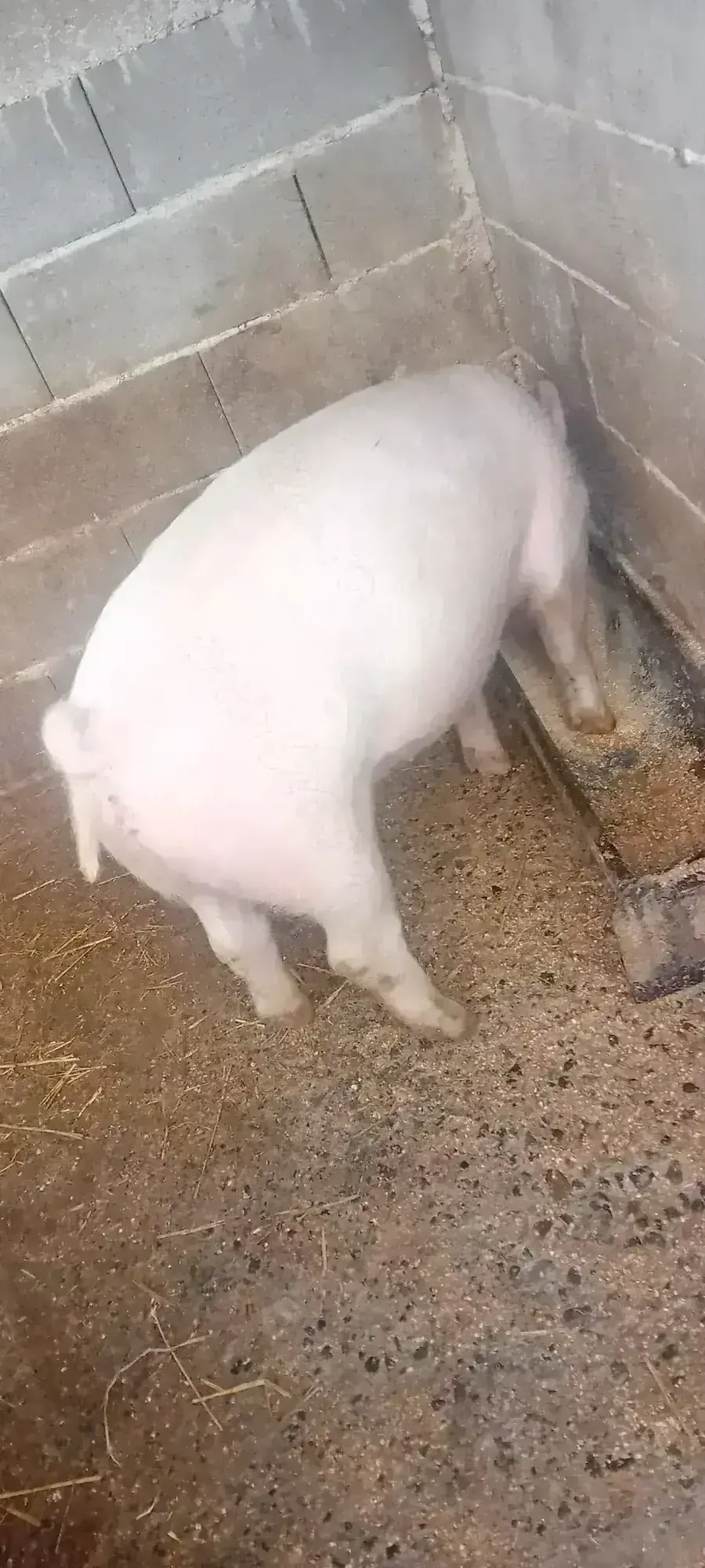 De vanzare Marele Alb