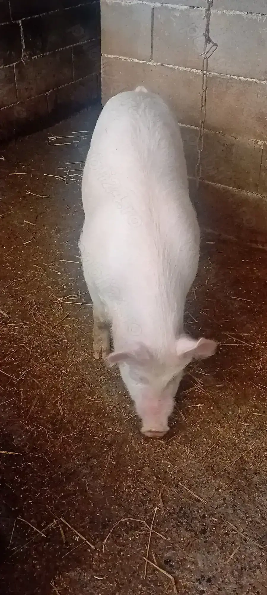 De vanzare Marele Alb