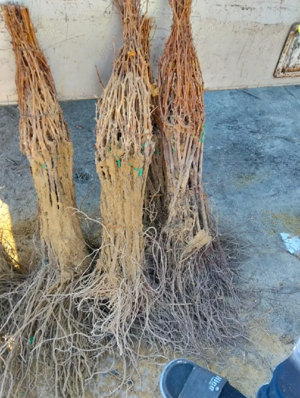 butași de vie altoita cu soiuri de masă și de vin rezistente climei din țara noastră soiuri româneș 