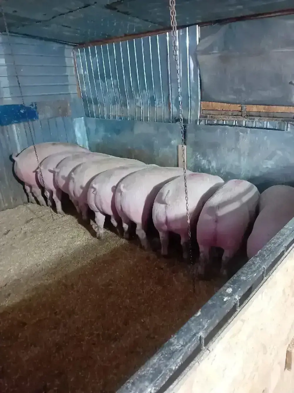 De vazate apelati cu an credere.