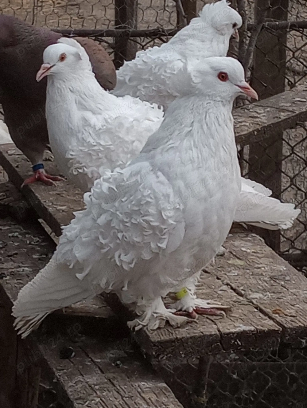 vand porumbei de rasa si turturele