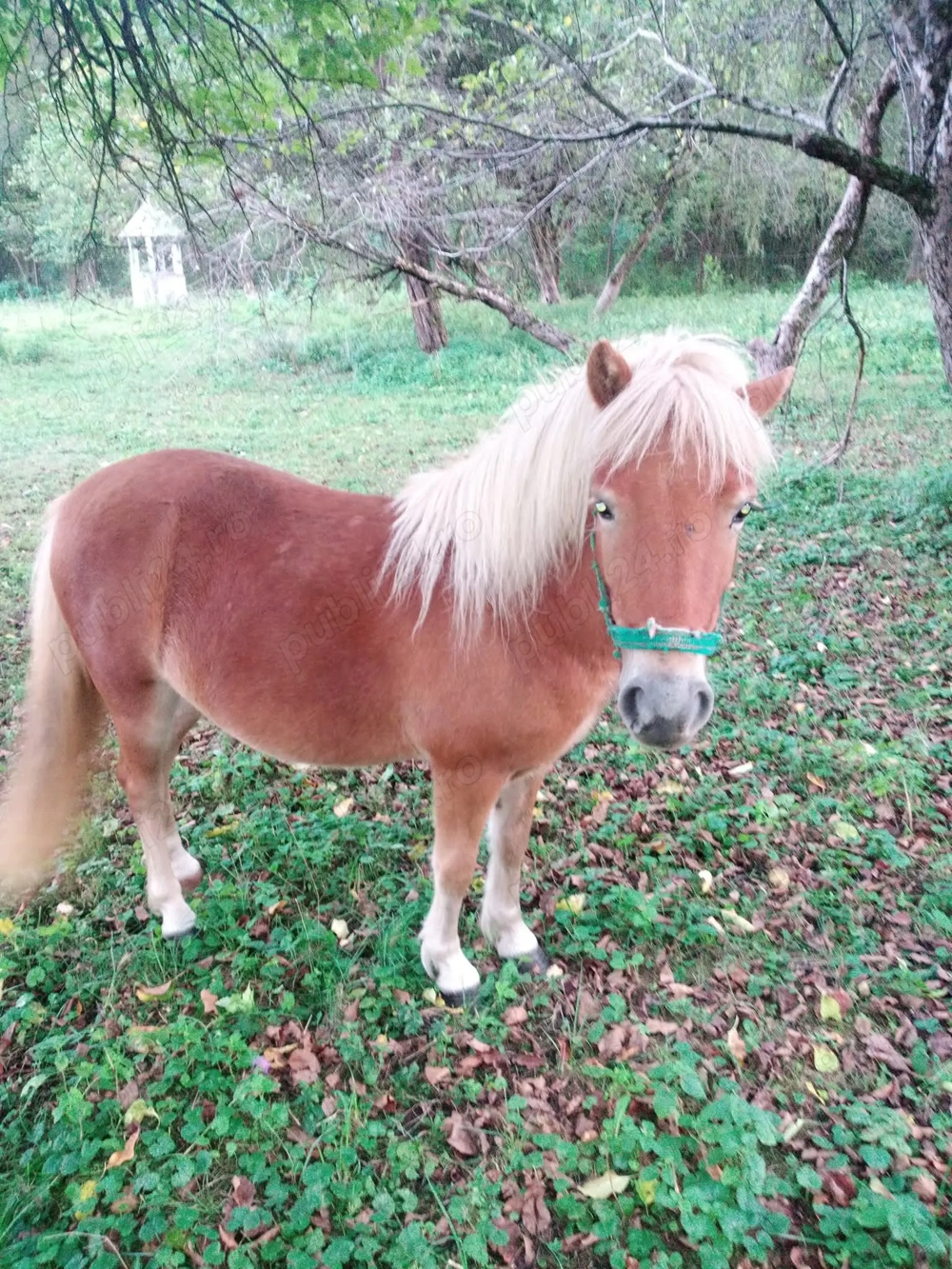 Pereche ponei tineri 