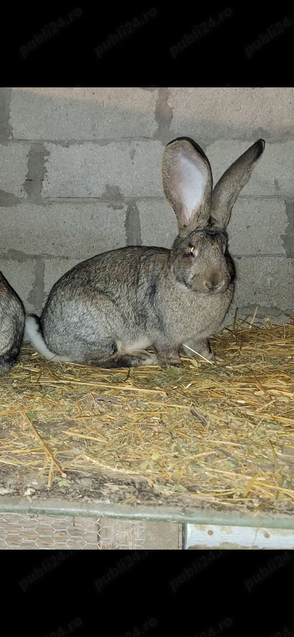 vand femela urias german