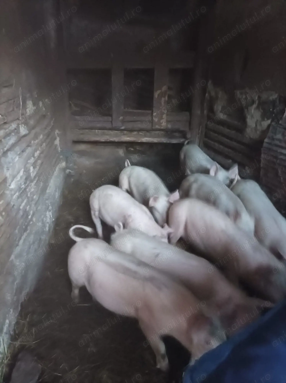 Vand 8 porci aproximativ 45 kg