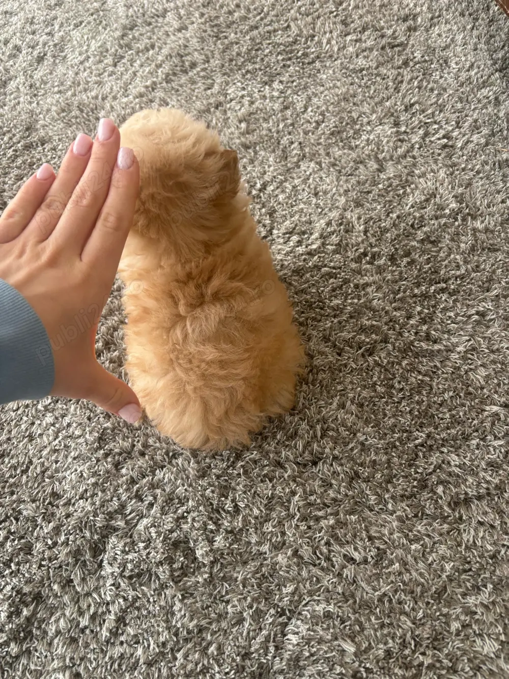 Maltipoo mini toy 