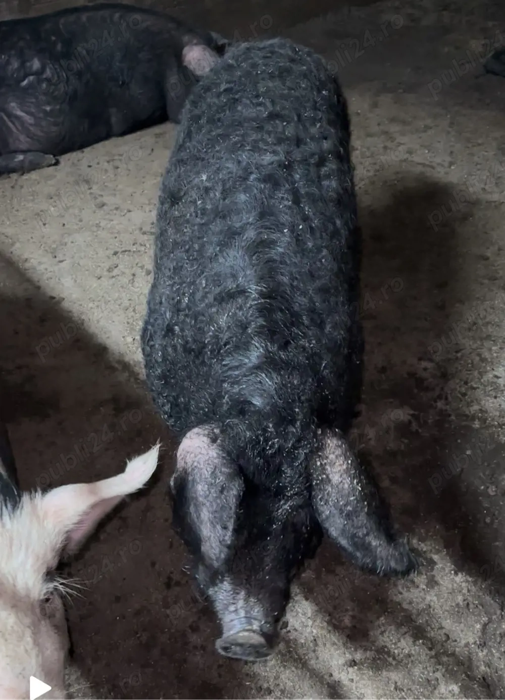 mangalita de vânzare