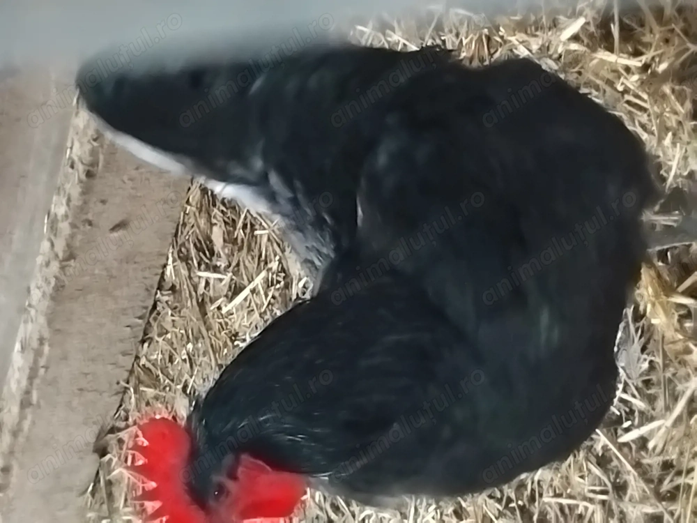 Vand 2 cocosi de Australorp negru