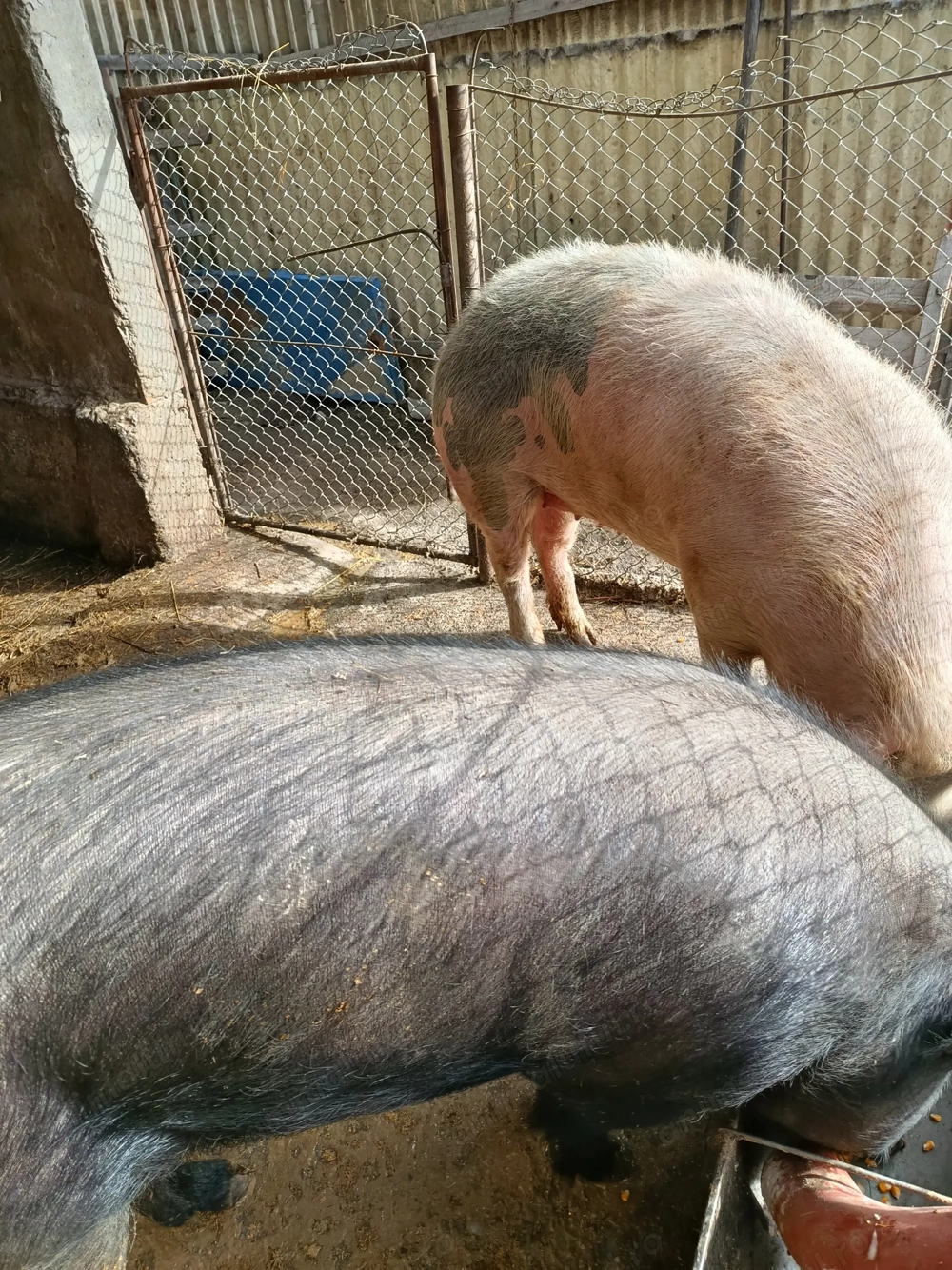 Vând scrofițe pt însămânțare,au între 80-100 kg detalii la tel. .