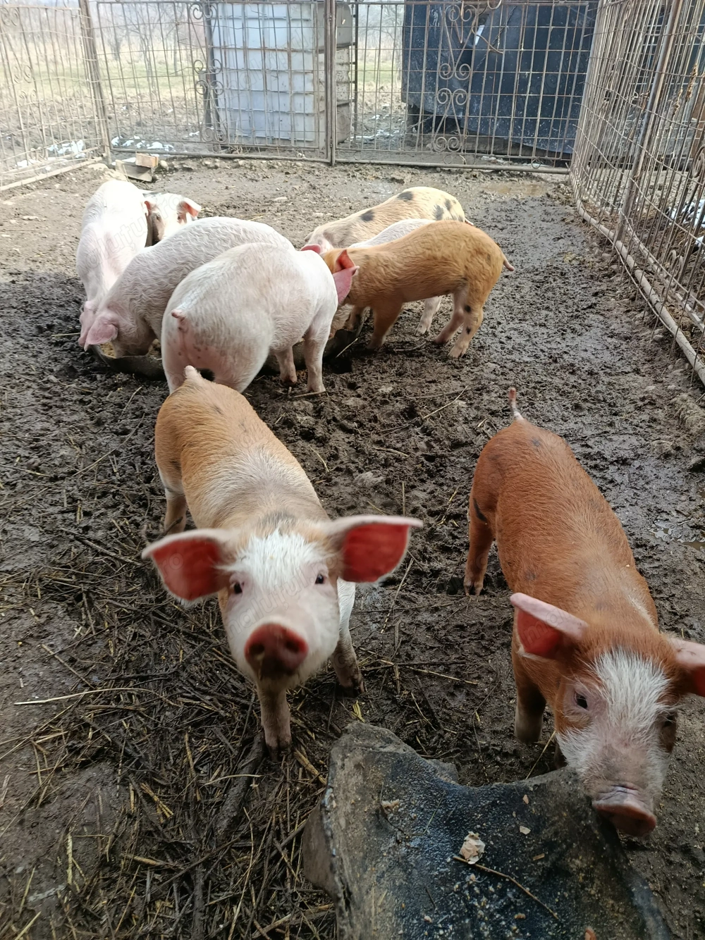 Vând purcei cu vârsta de șapte săptămâni pietrain cu duroc detalii la  .