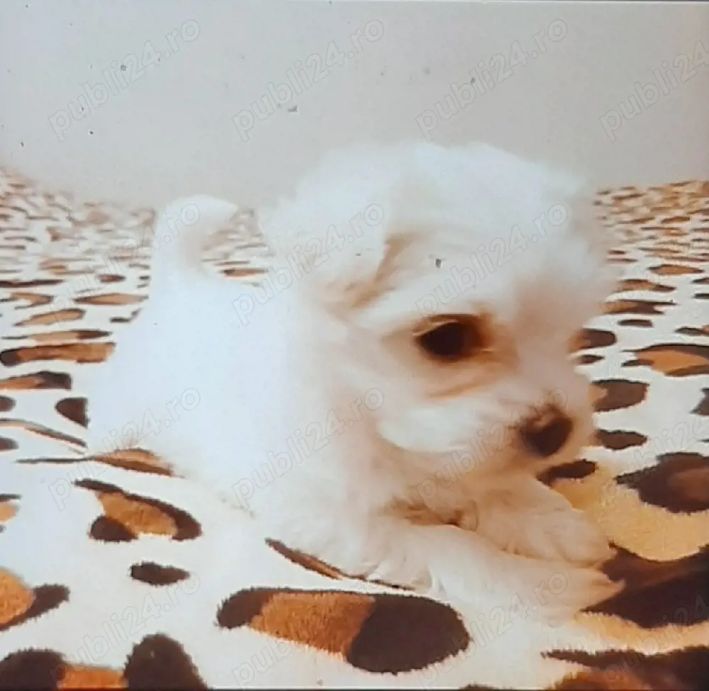 Vand bichon maltez mini toy baiat 6 Saptqmani
