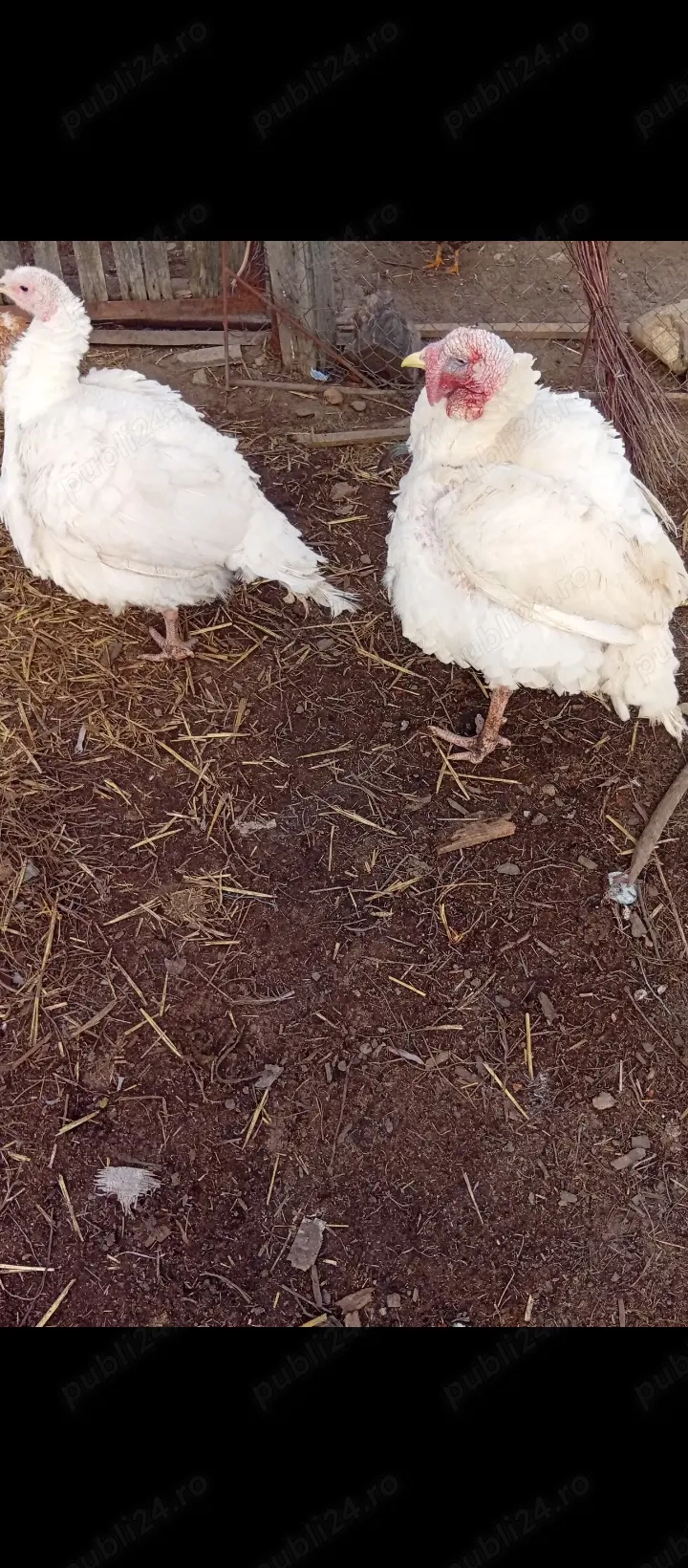 Curcan și curca de vînzare un Bălcești,Gorj 