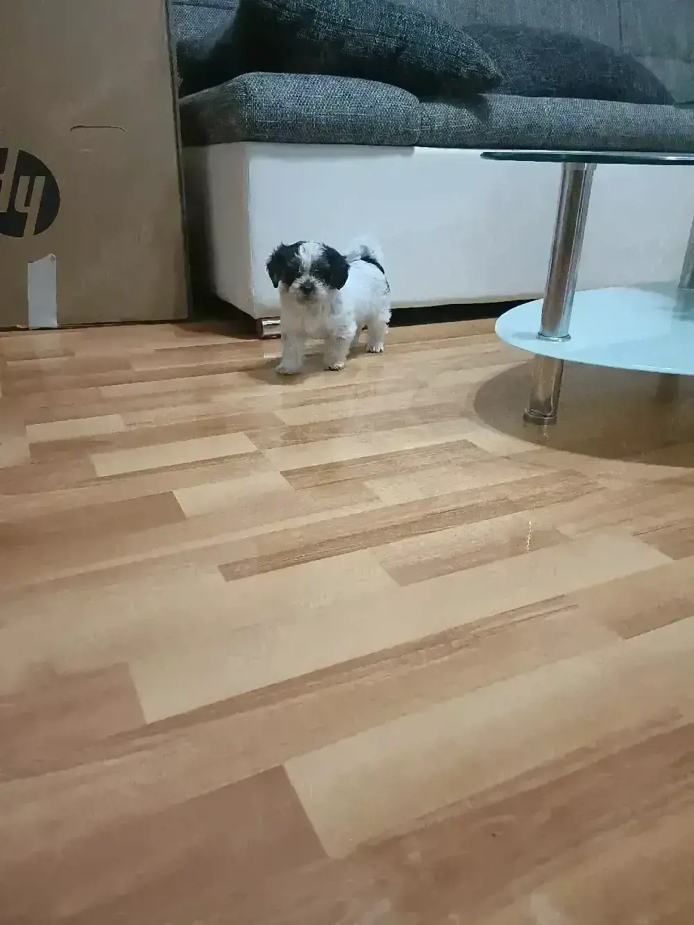  donez catelusa iubitoare si jucausa cauta familie 