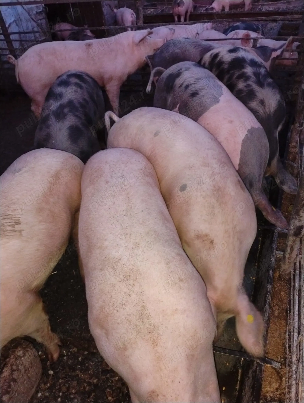 Vând porcii marele alb cu petrean 