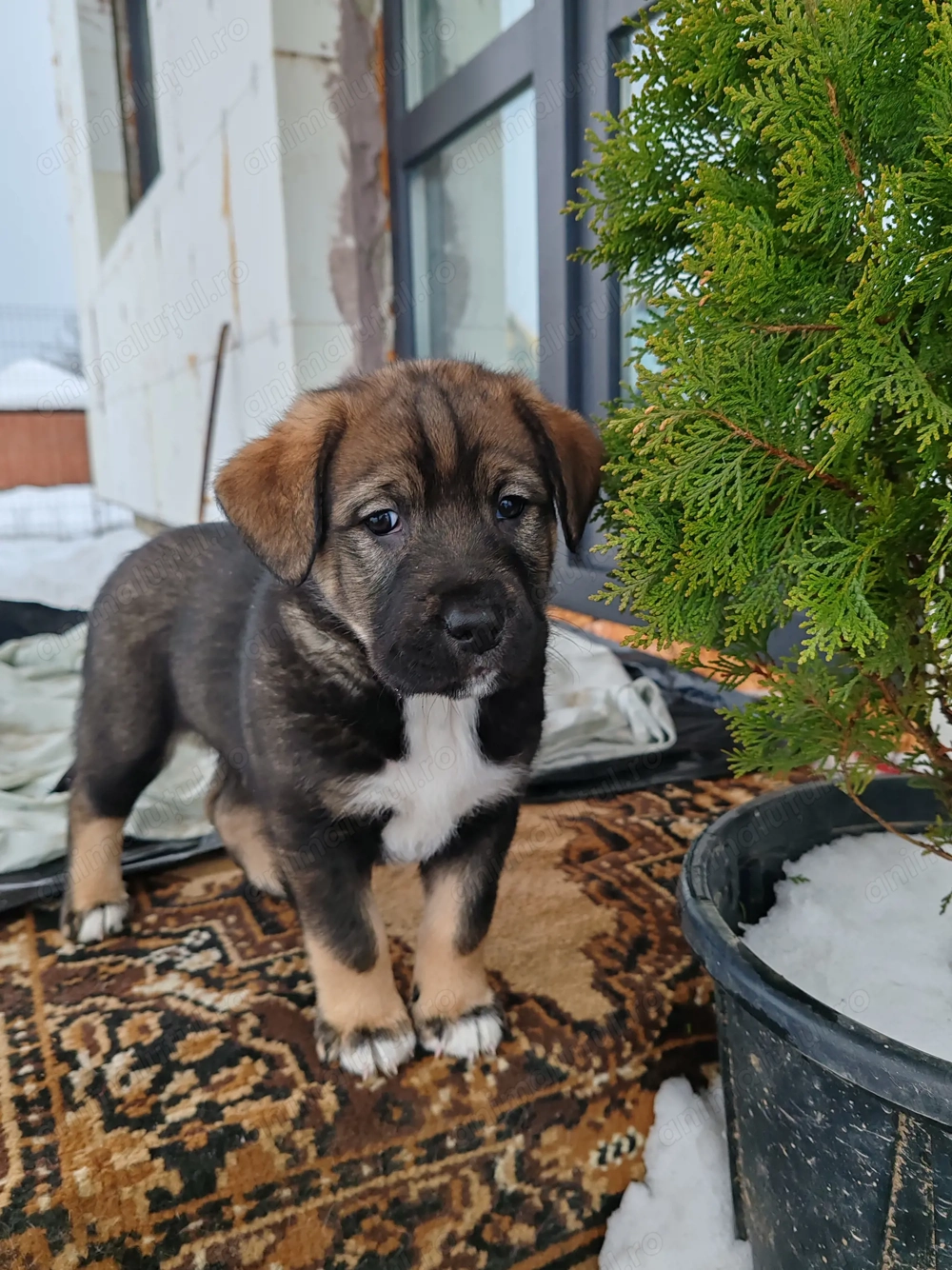 Dau spre adopție puiuți metiș Amstaff 