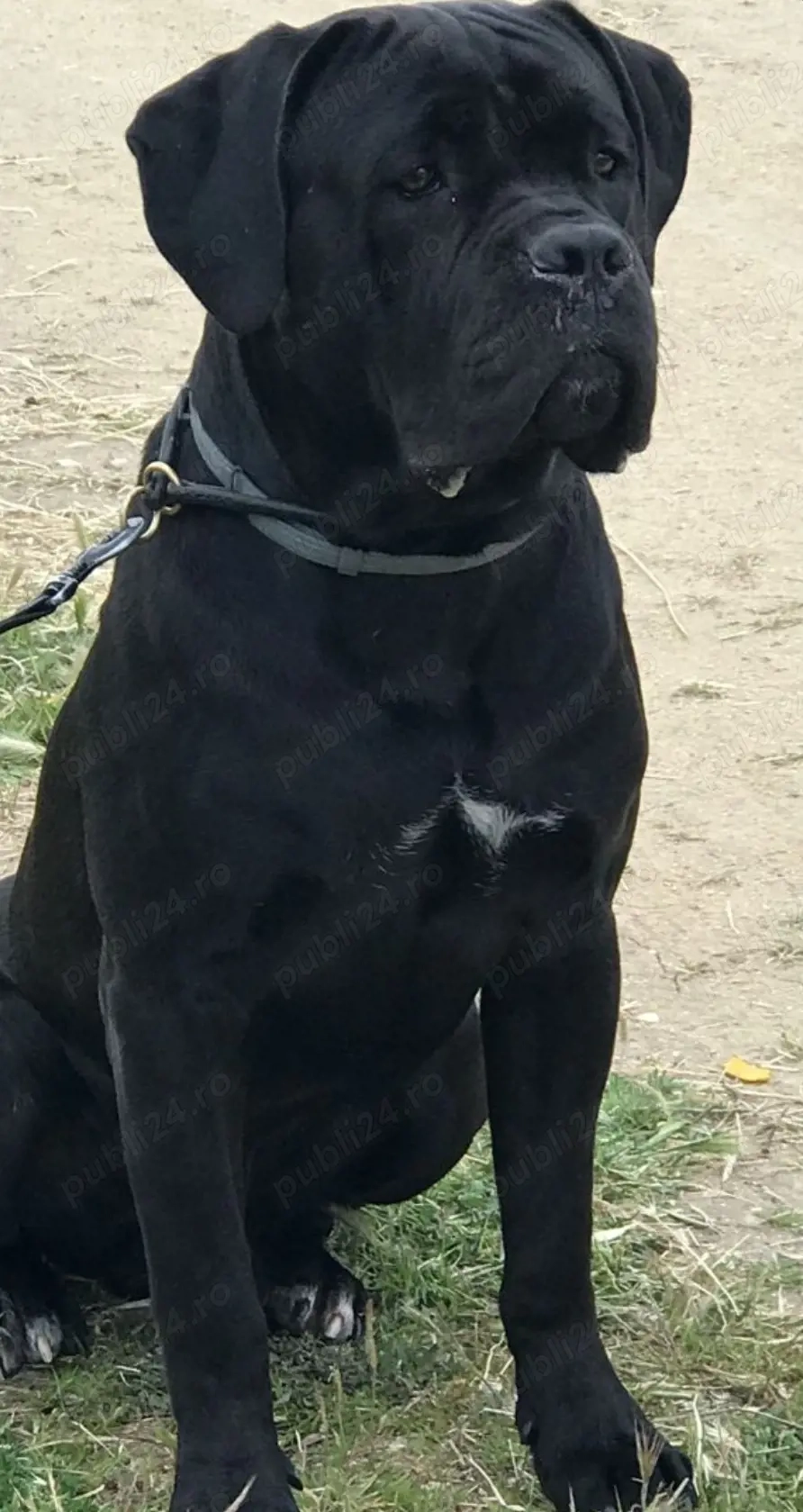 Cane Corso Femelă