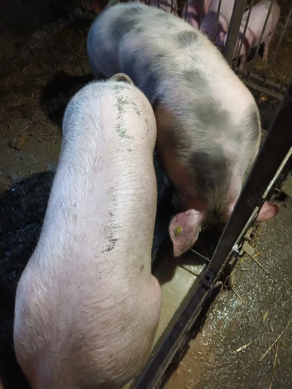 porci jud.Bistrita  Năsăud 