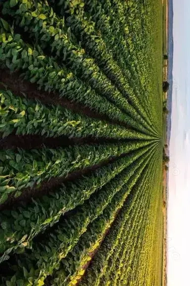 vand teren agricol Bulgarus 