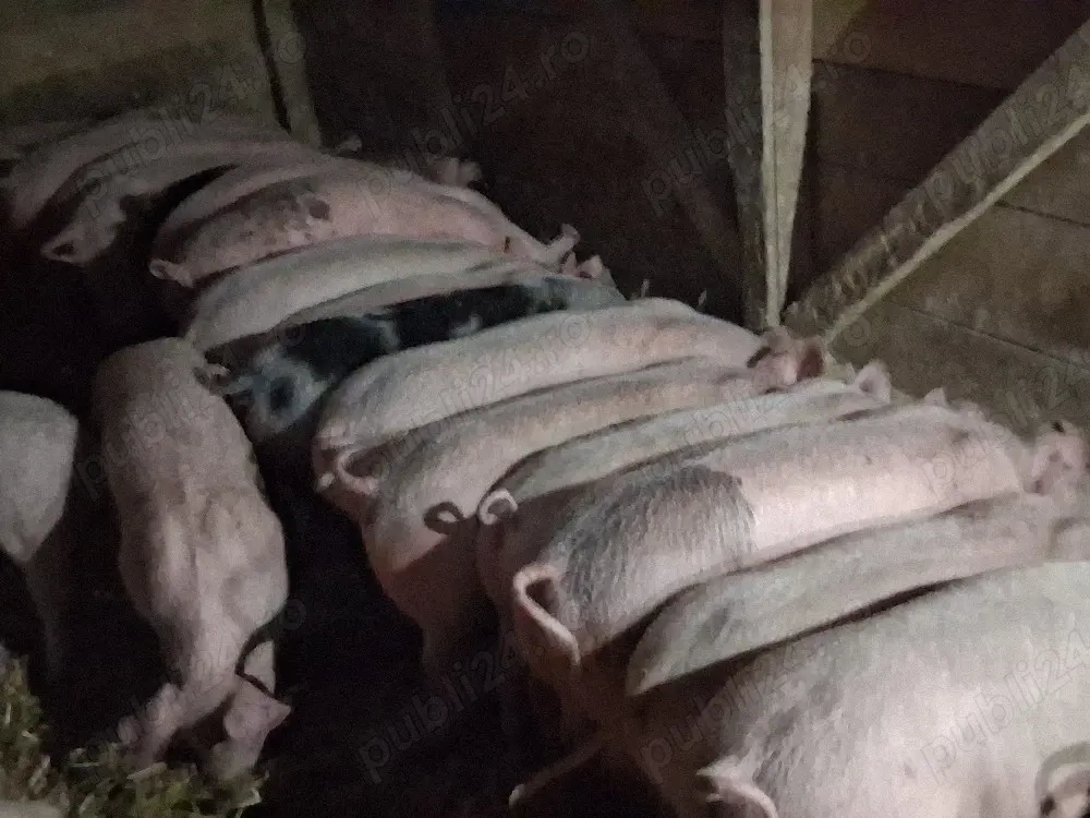 vând 20 soldani  45-50 kg (masculi castraţi)