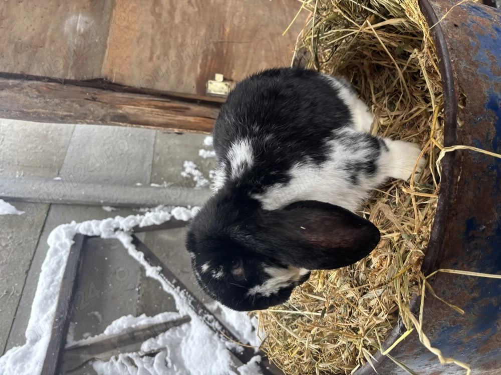 Mascul berbec german 