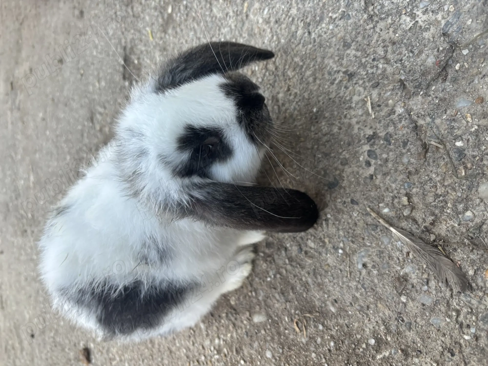 Pui iepure berbec german