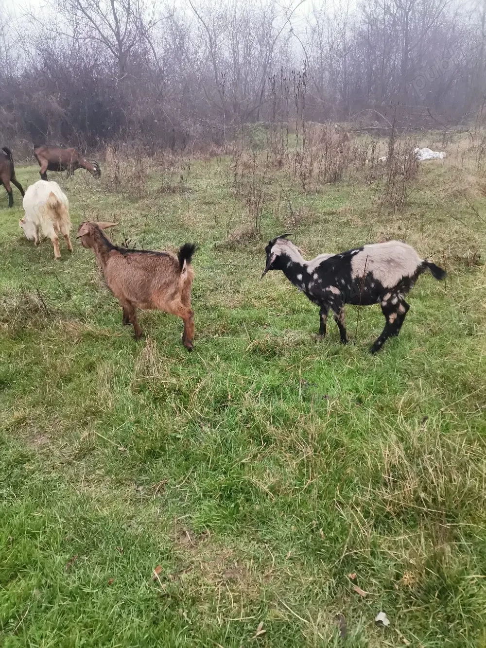 Vând 2 ieduțe metis anglo-nubiene 