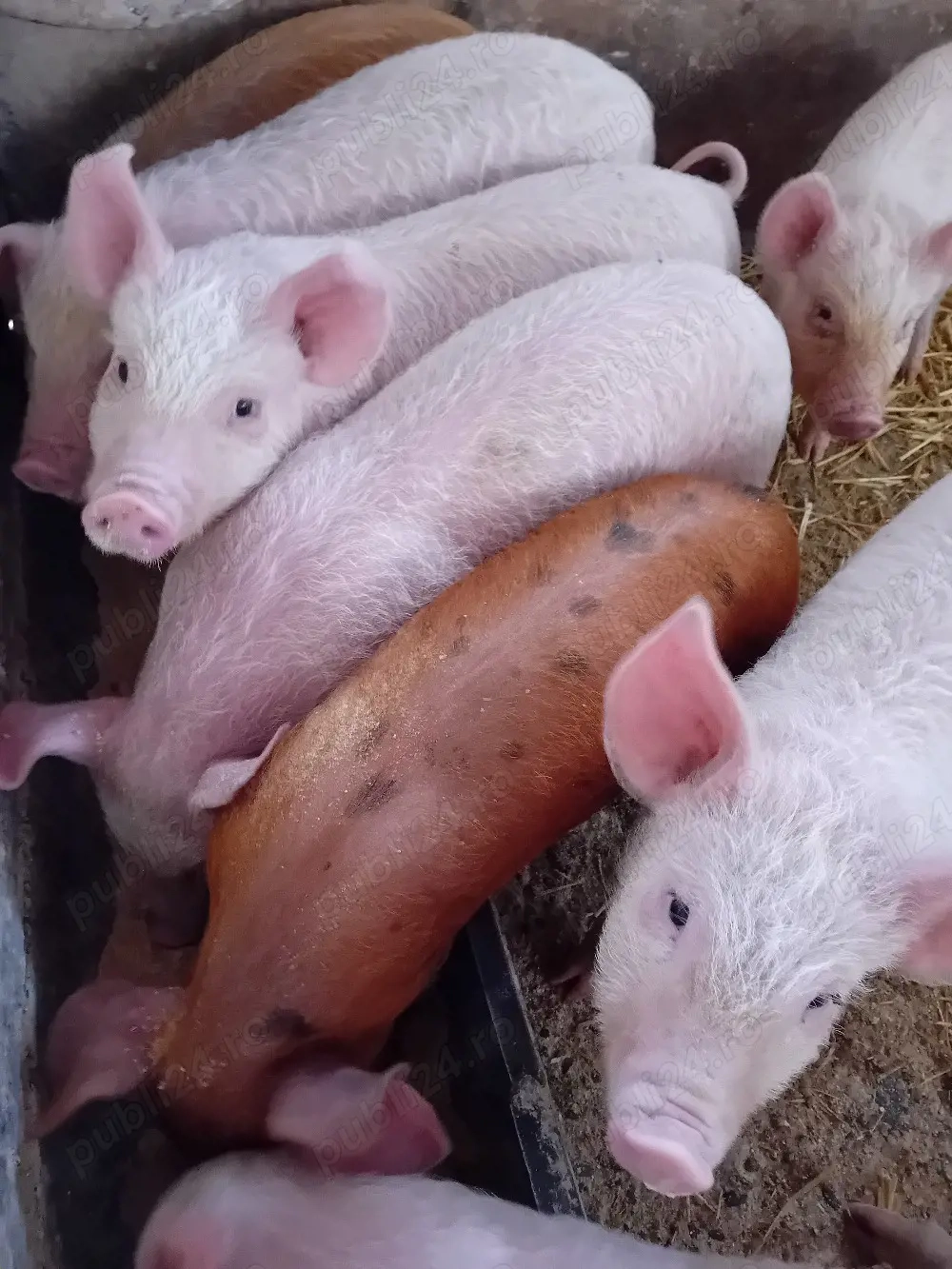 Purcei 10 săptămâni 310lei